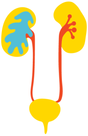 Centrum pro nádory ledvin a&nbsp;močových cest